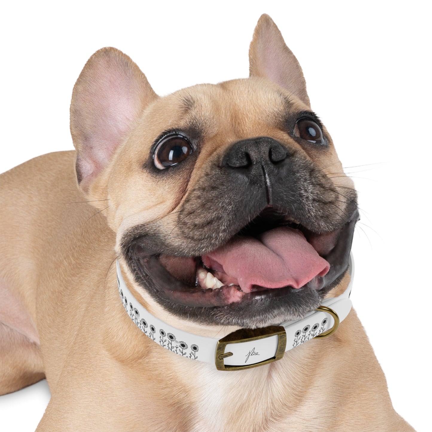 Dog Collar — Sunflower Signature Collection by Juli