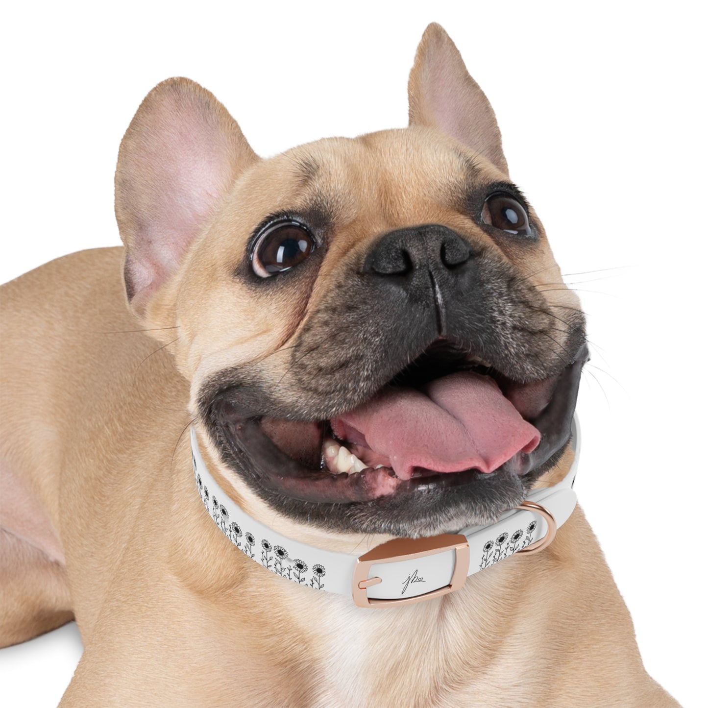 Dog Collar — Sunflower Signature Collection by Juli